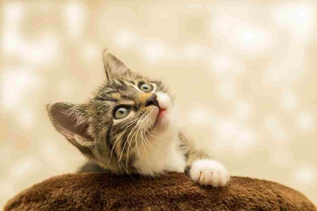 best female cat nicknames