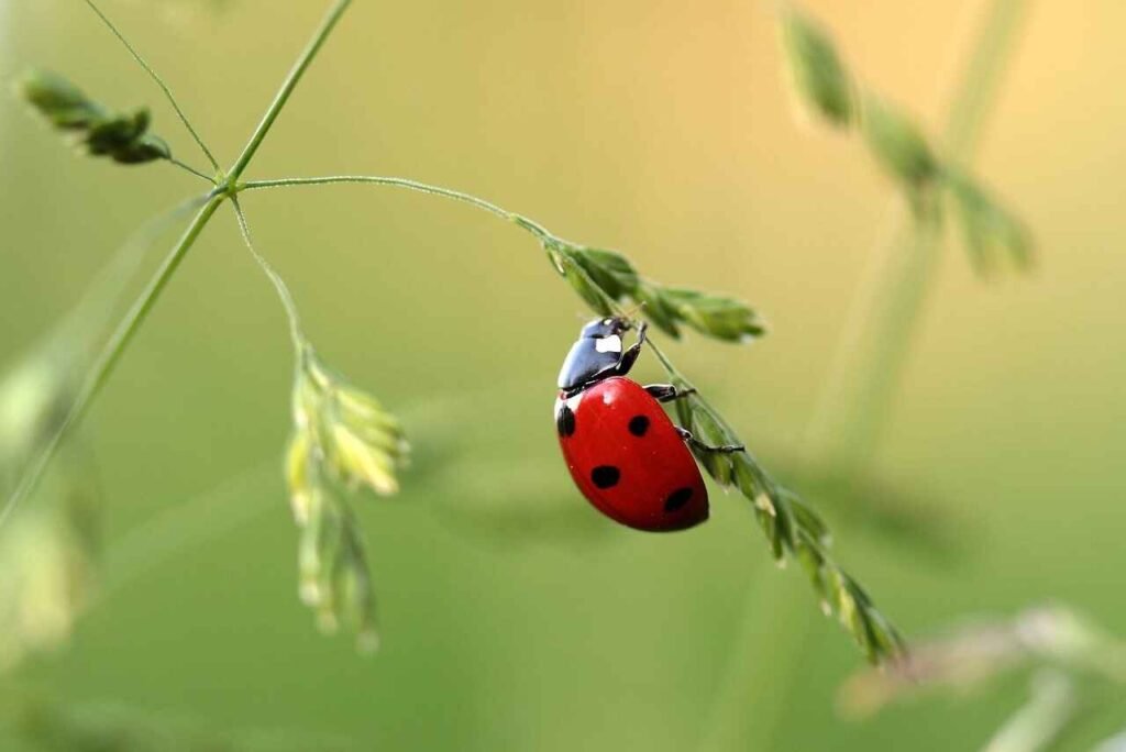 funny ladybug names