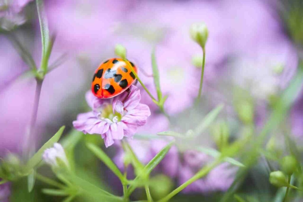 ladybug names