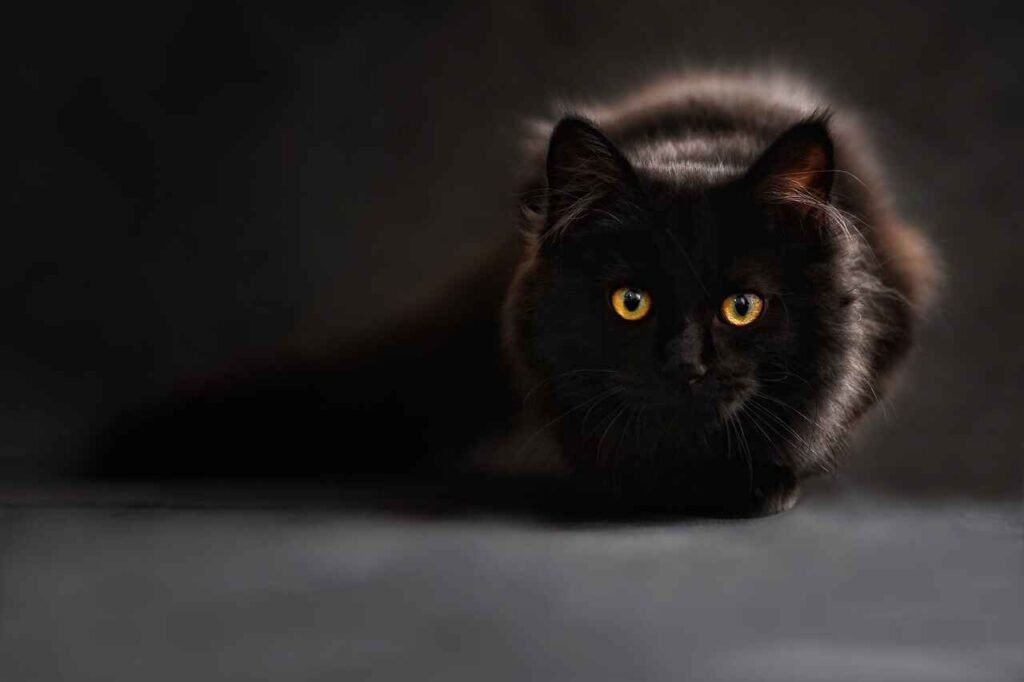 nature-inspired black cat names