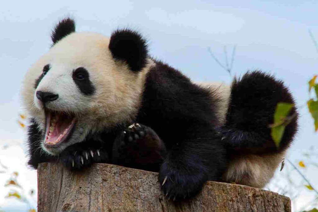 creative panda names