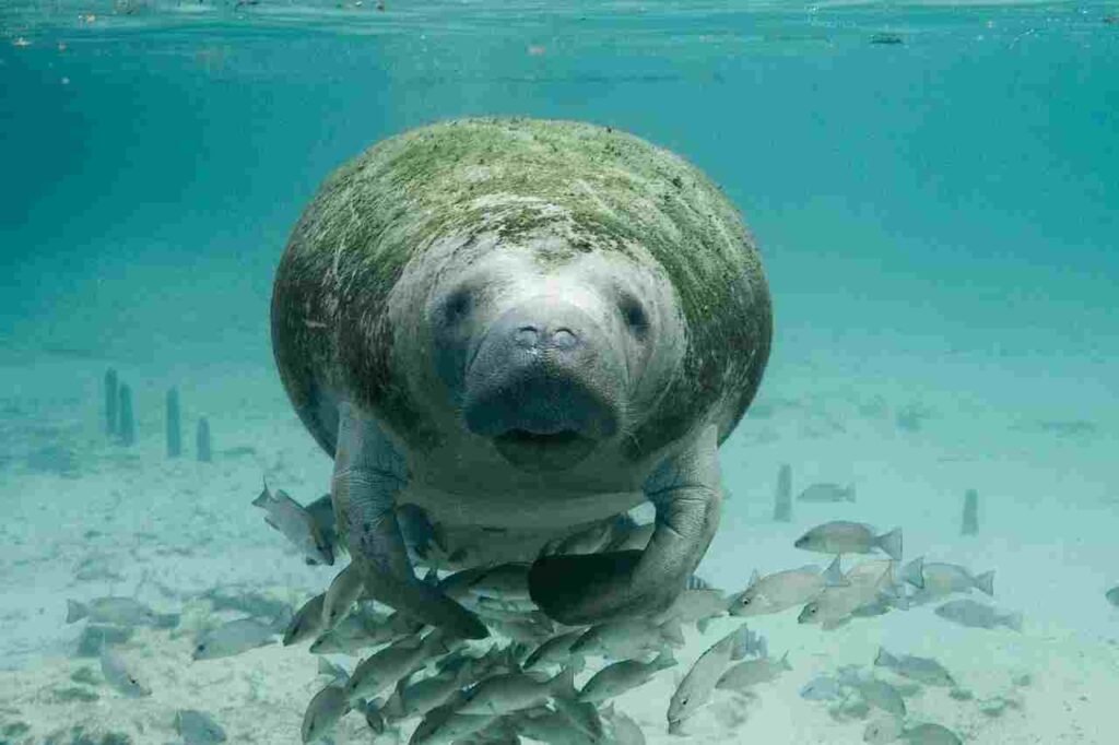 Dugong Names