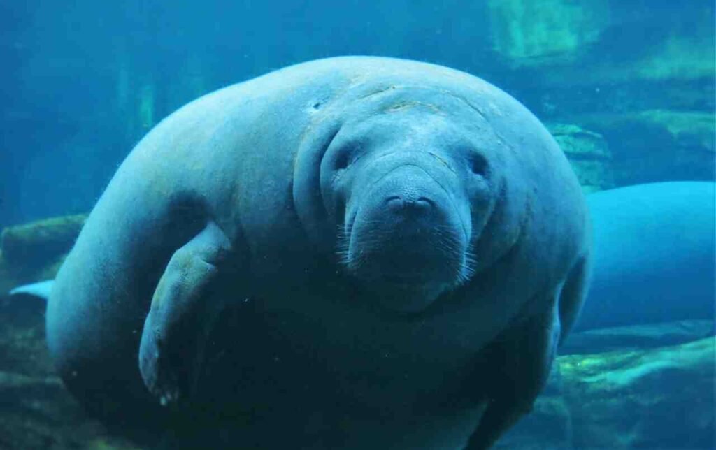 Dugong Names