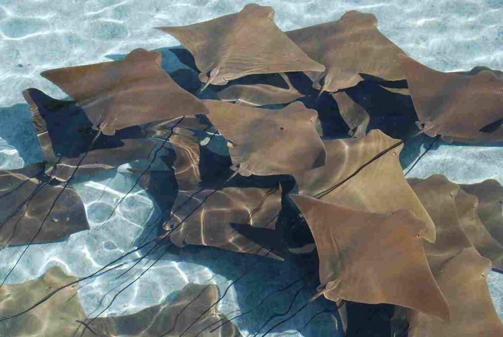 cool stingray names