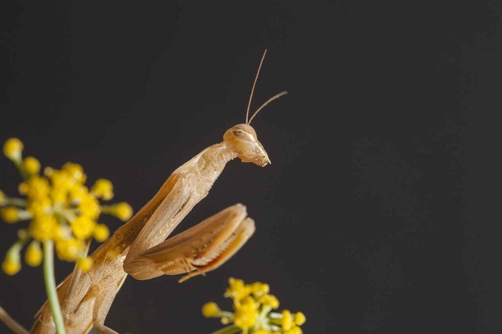 pet mantis