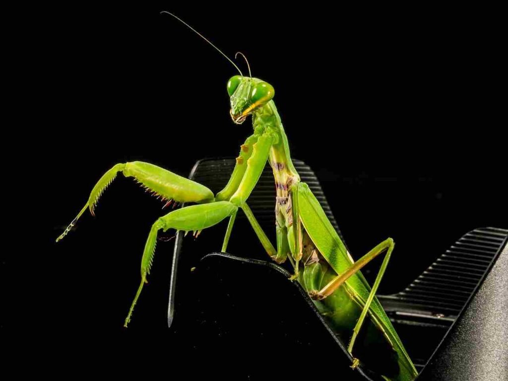 mantis habitat