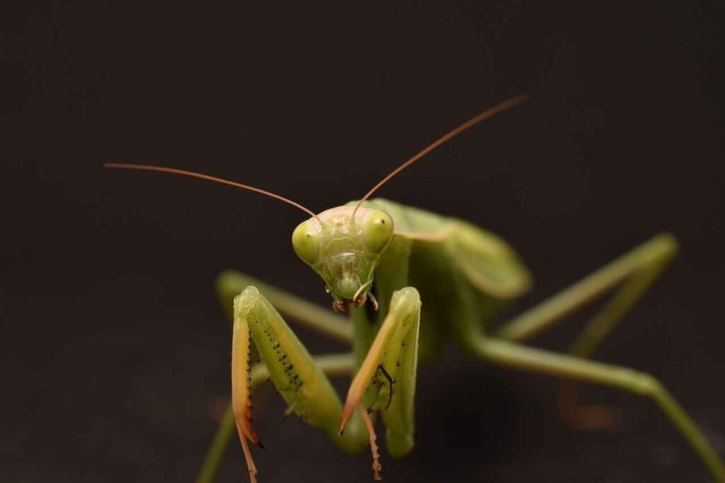 mantis food