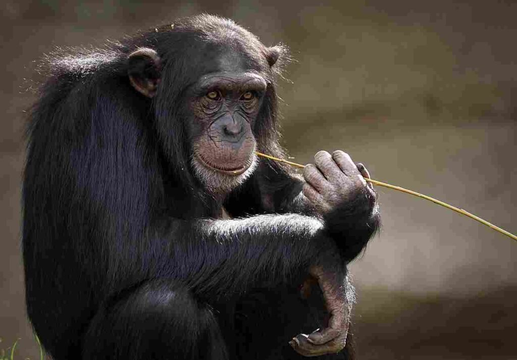 creative Chimpanzee Names