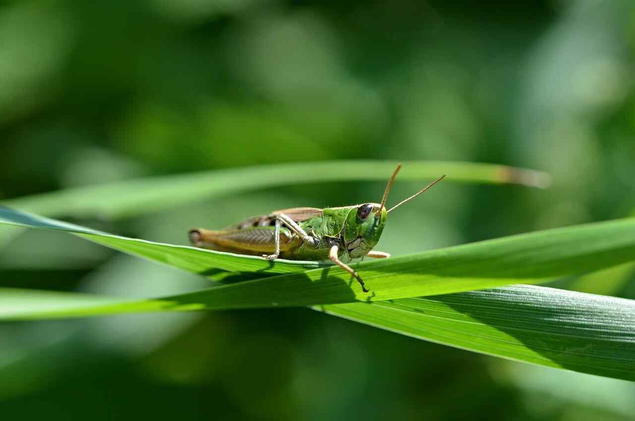grasshopper names