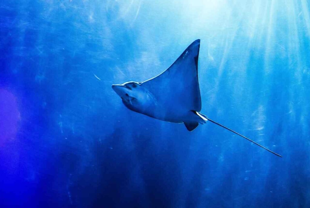 baby stingray names