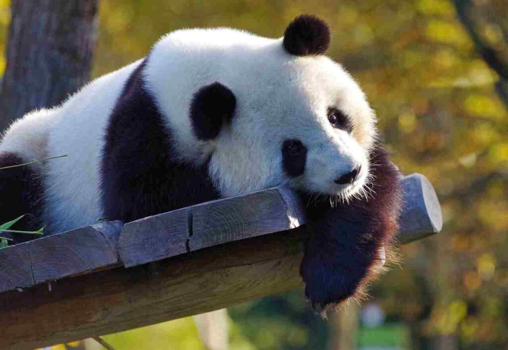 Chinese panda names