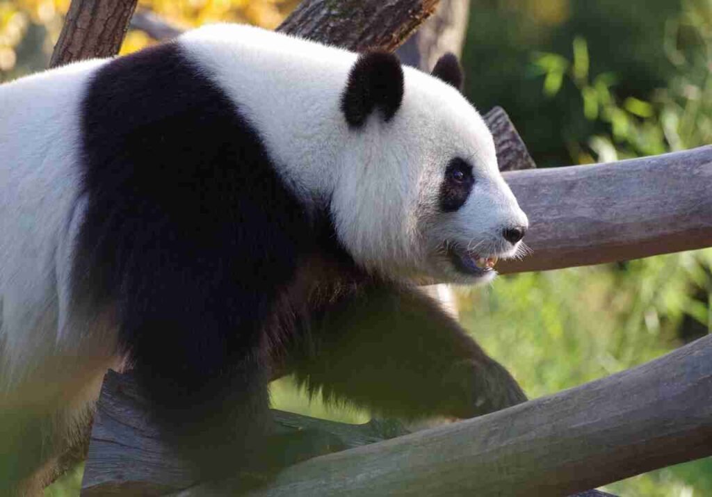 male panda names