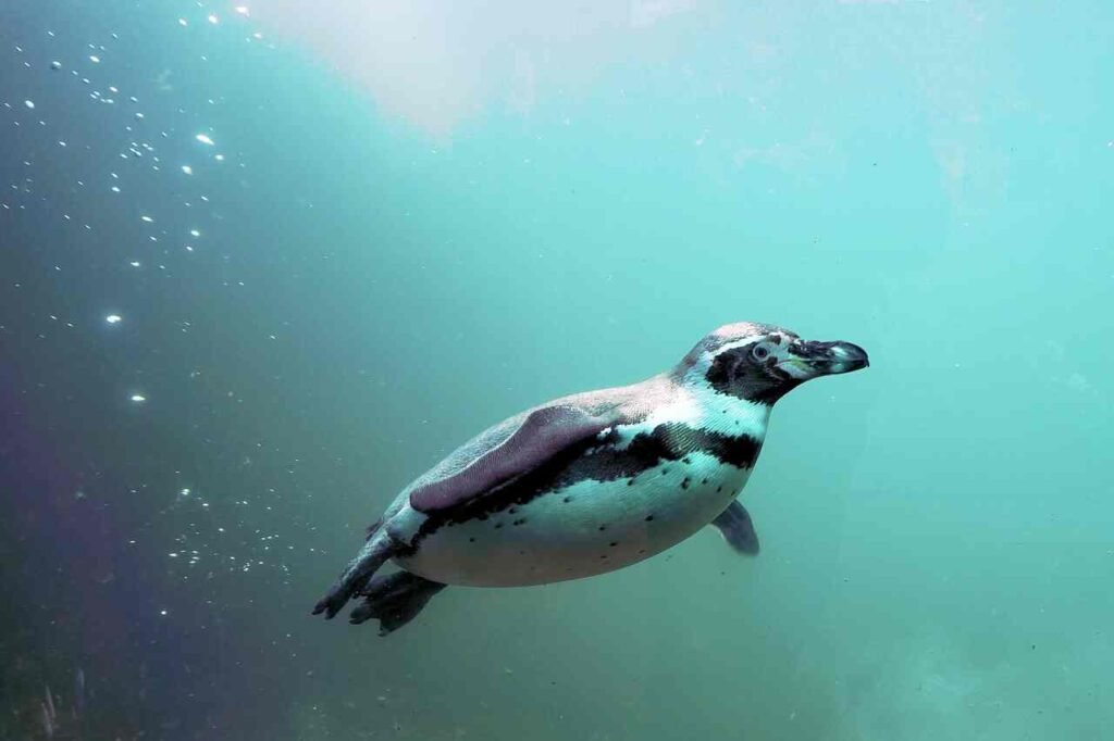cool Penguin Names