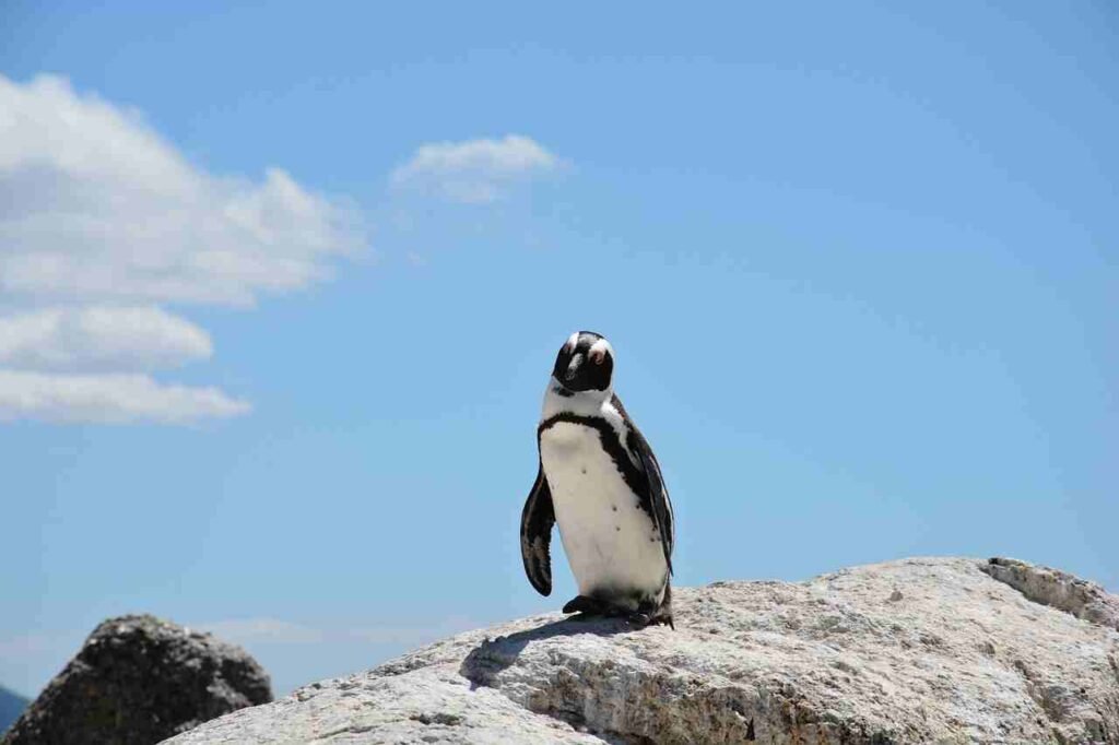 Penguin Names