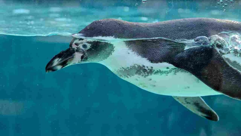 Penguin Names