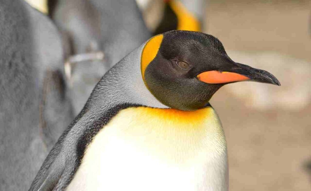 female Penguin Names