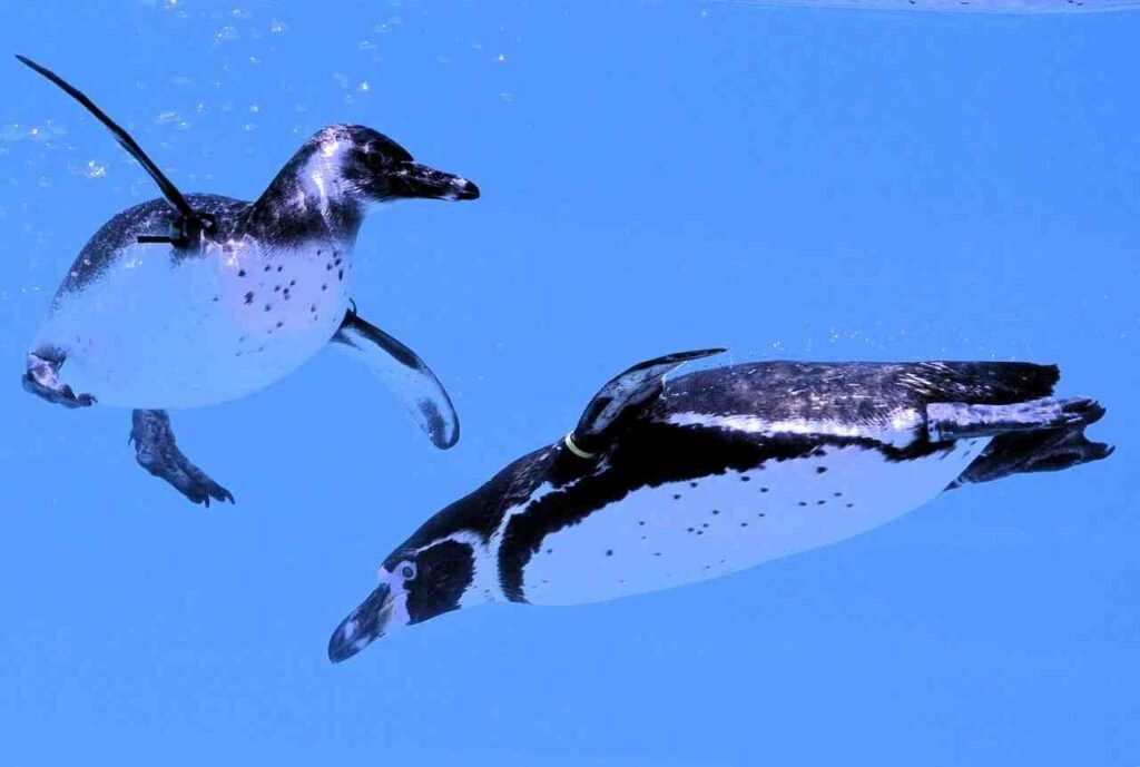 emperor Penguin Names