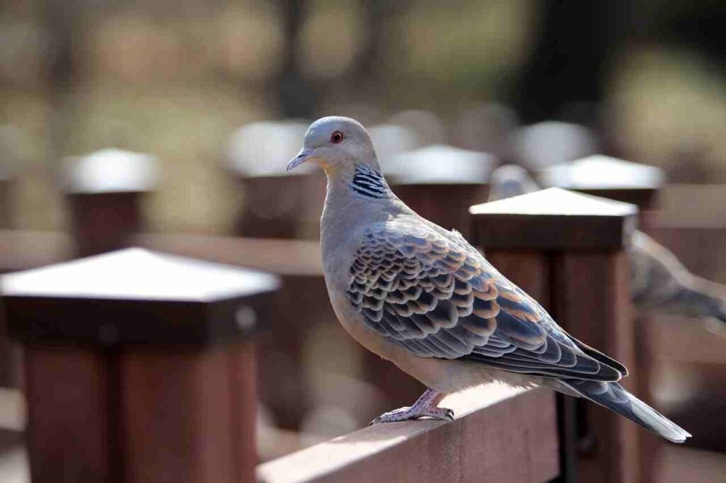 Dove Names