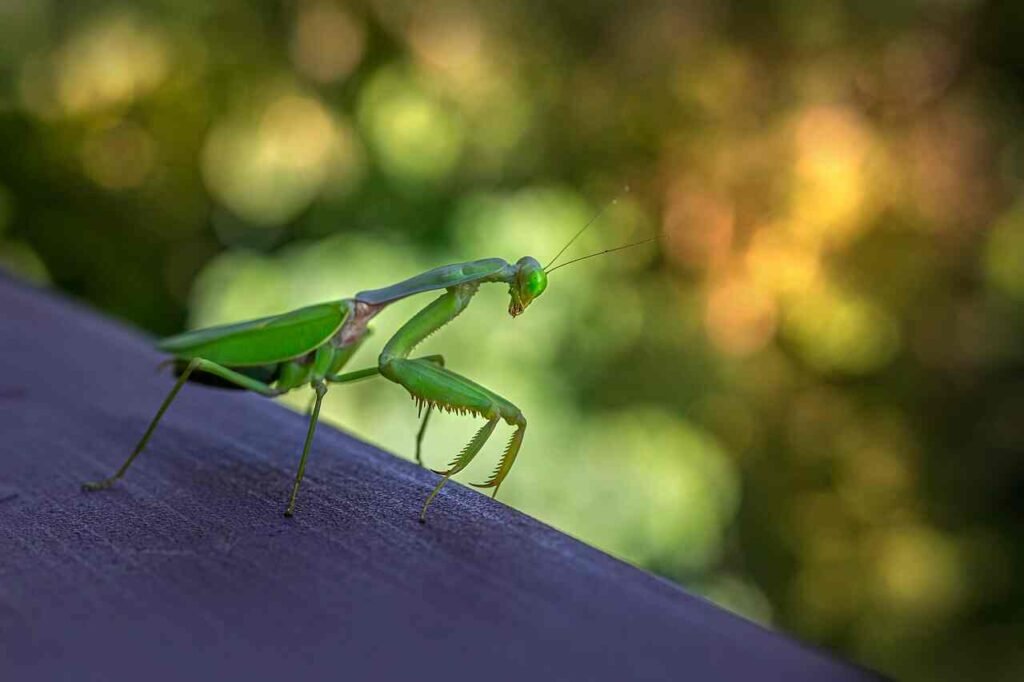 mantis diet