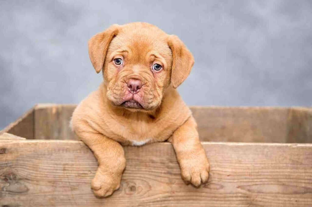 cool and cute Russian Dog Names