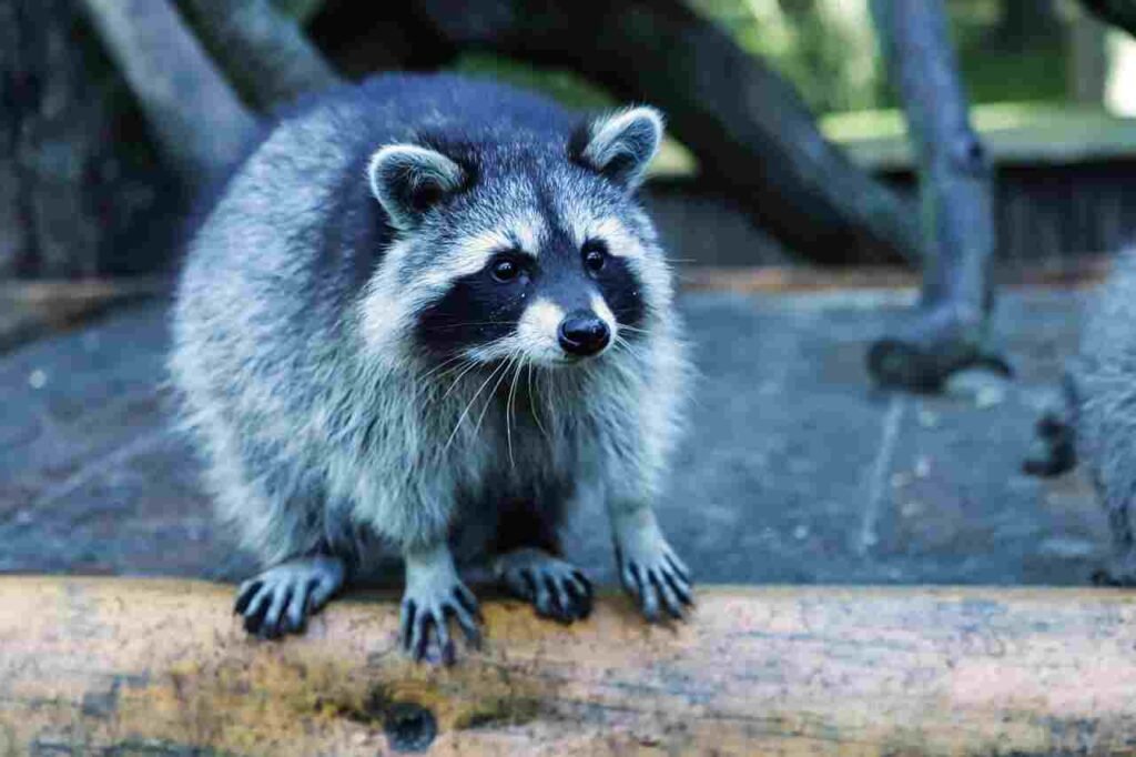 cool raccoon names
