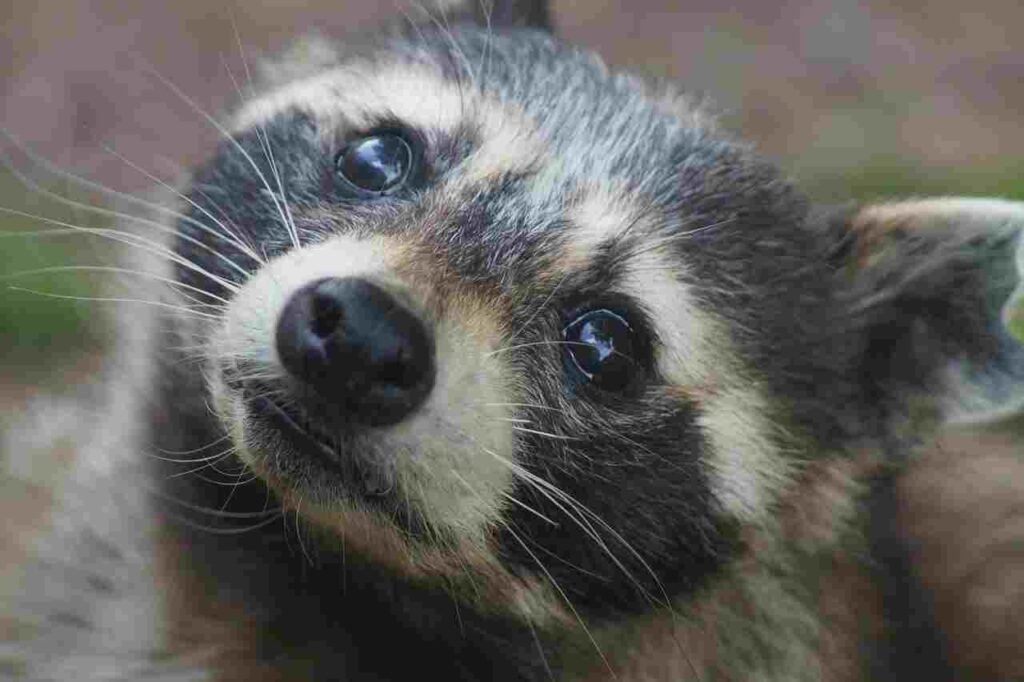 raccoon nick names