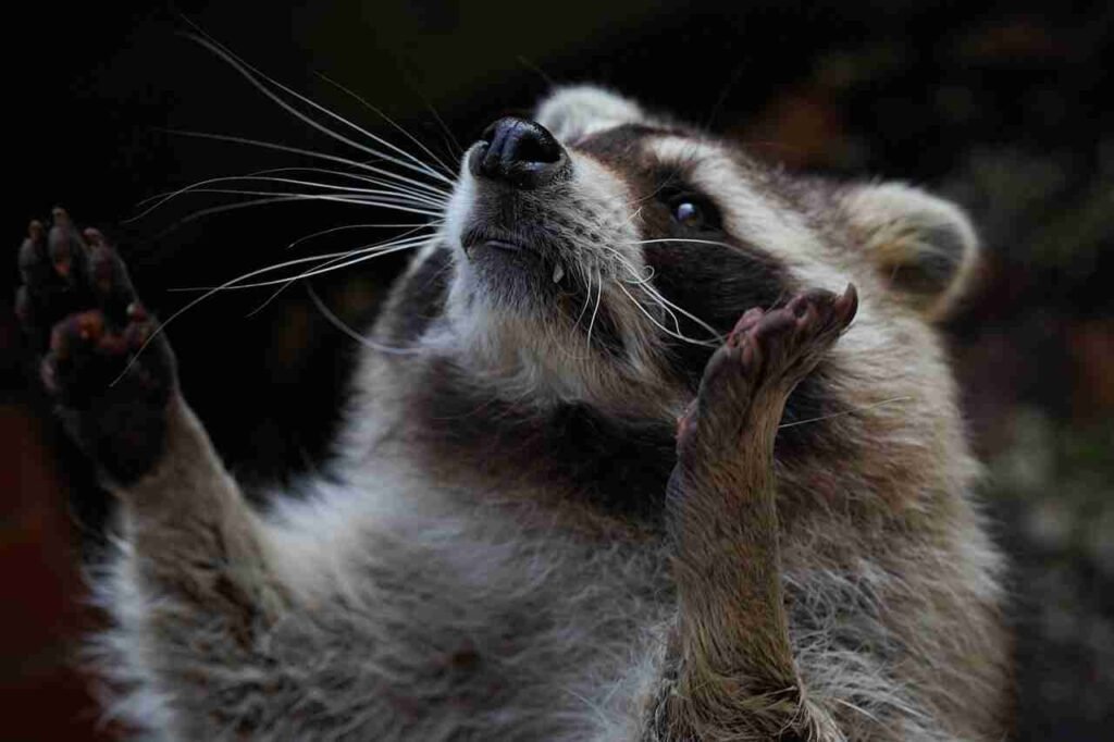 pet raccoon names