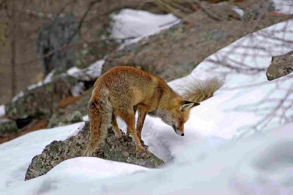 cute fox names