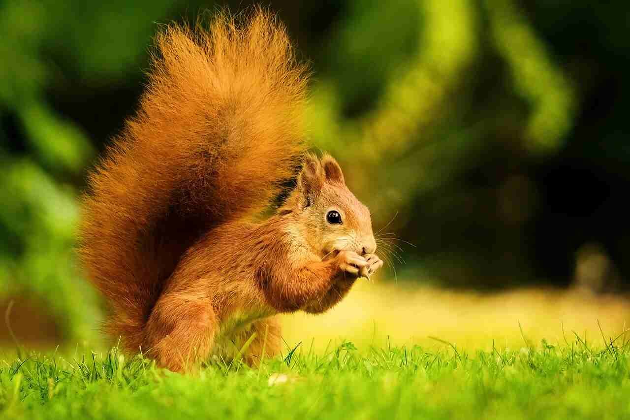 squirrel names
