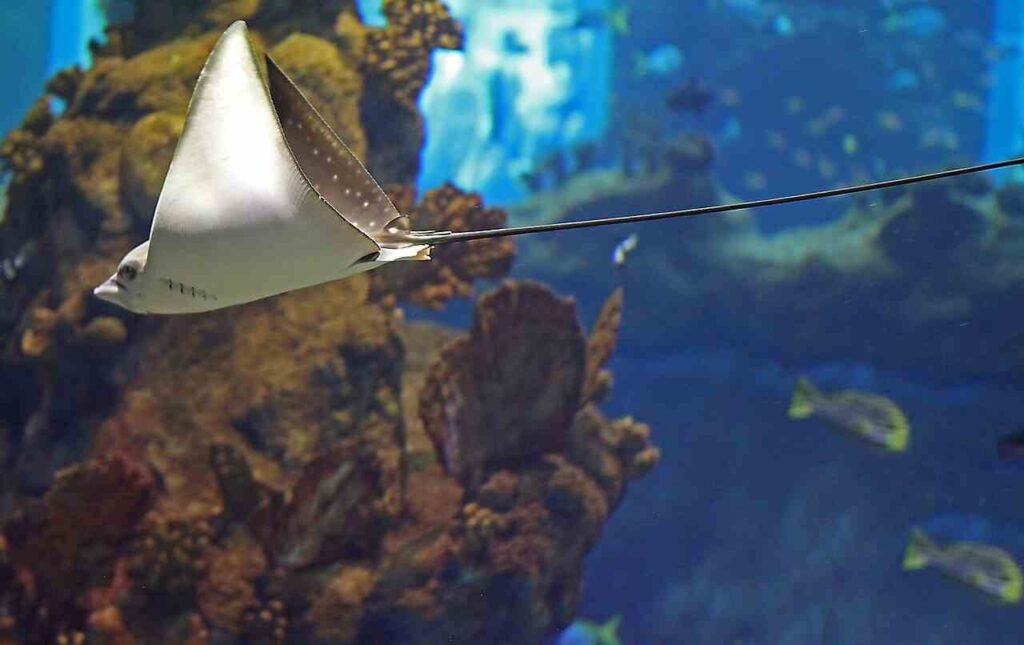 funny stingray names