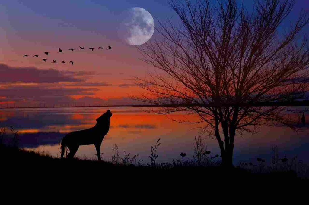 black Wolf Names