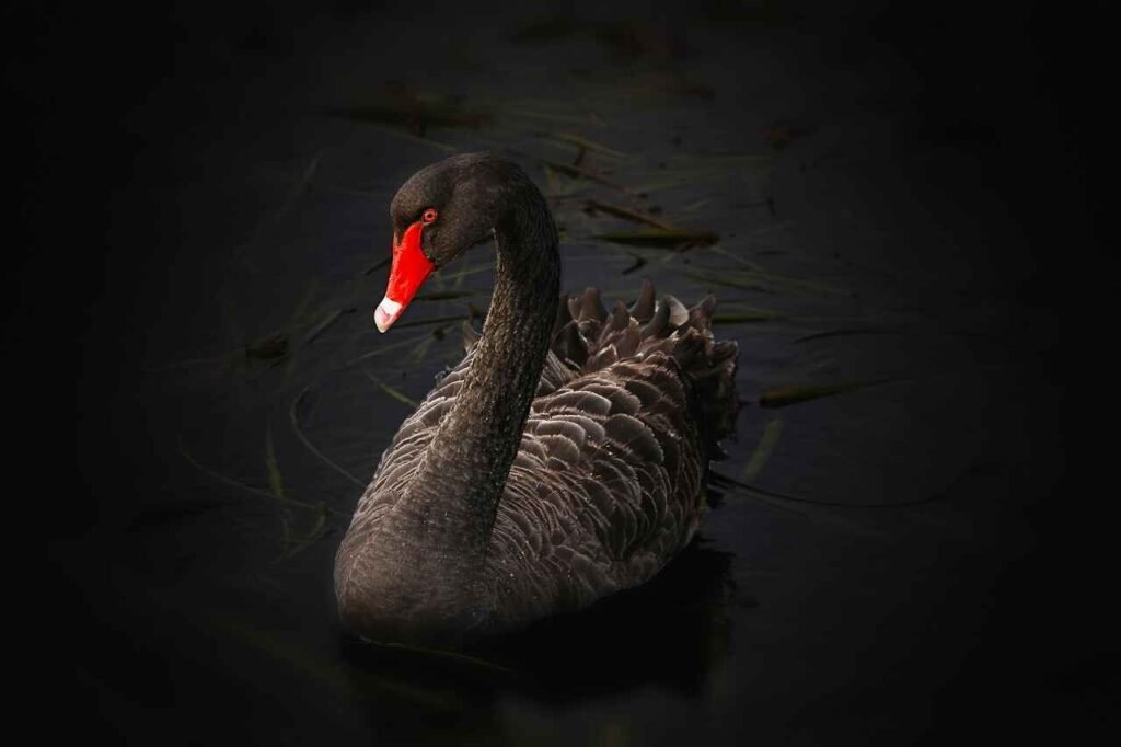 funny swan names