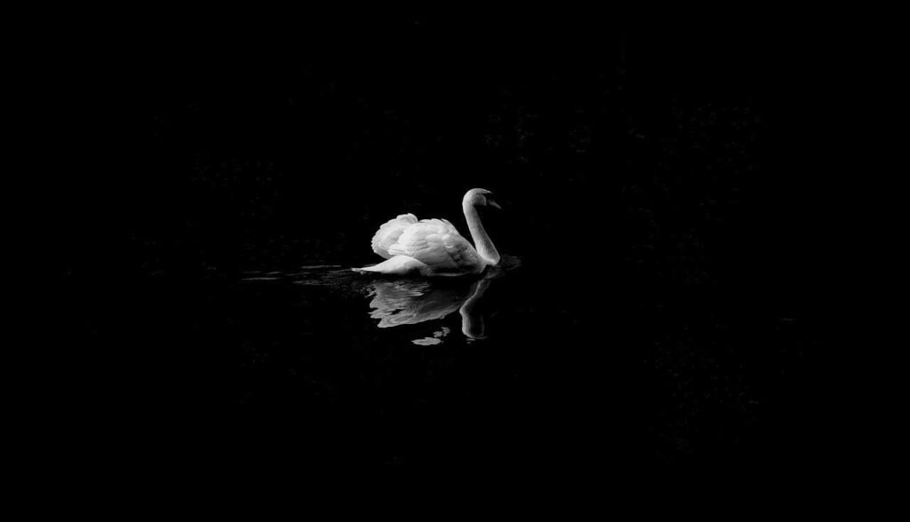 baby swan names