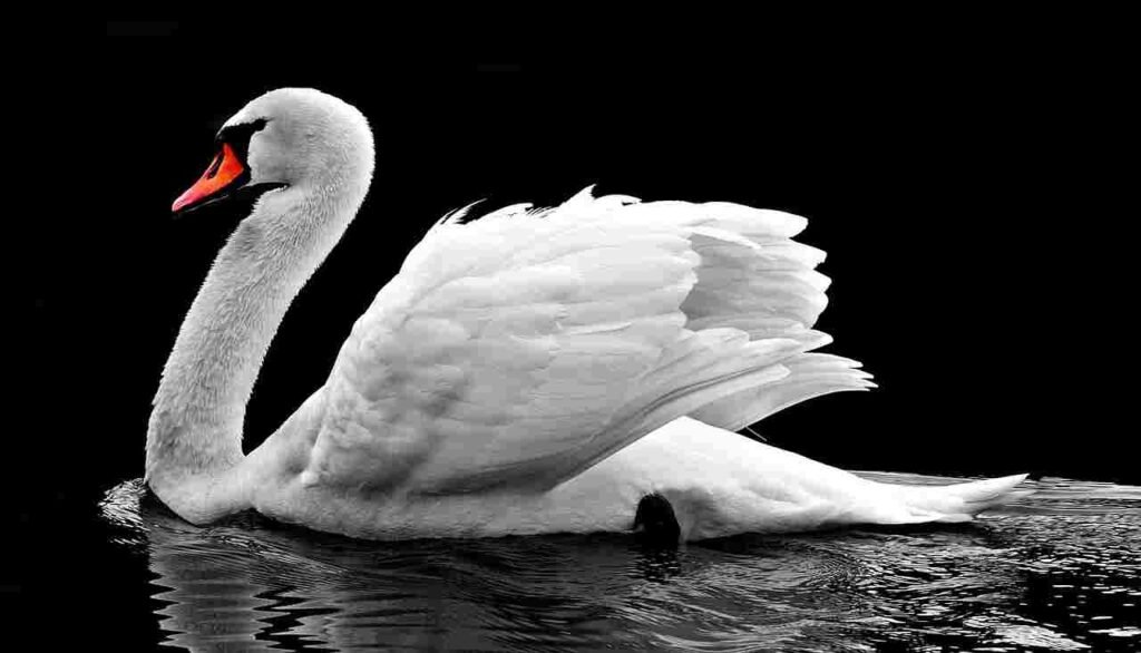 female swan names