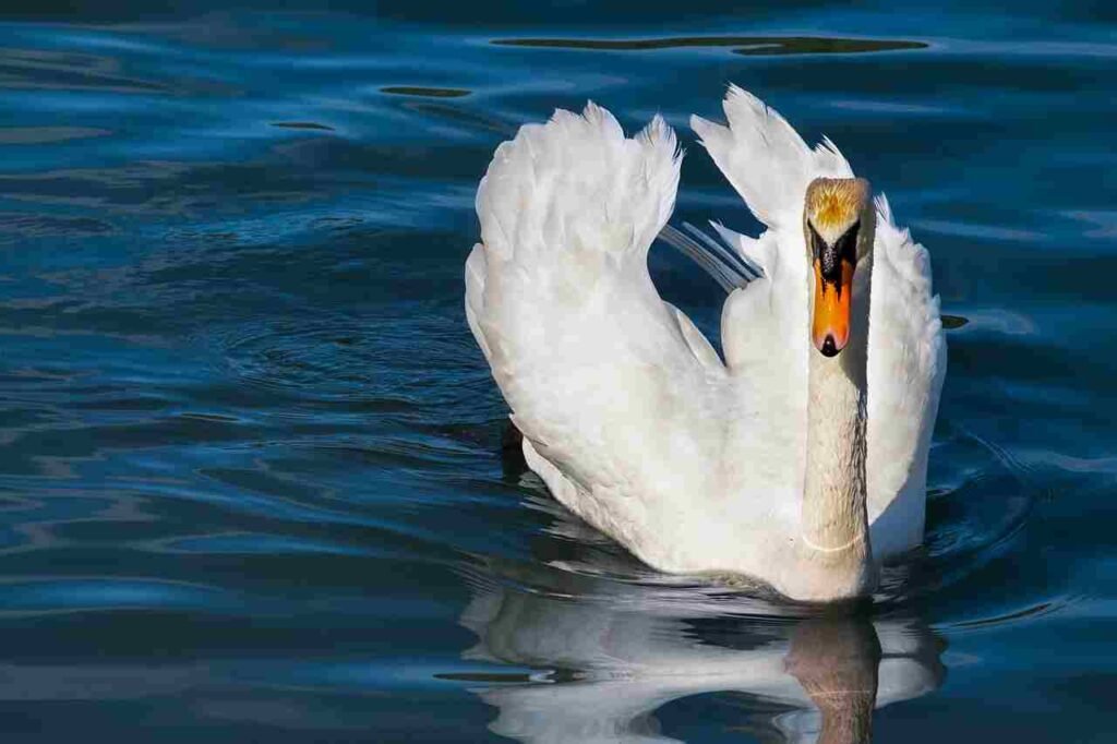 swan names
