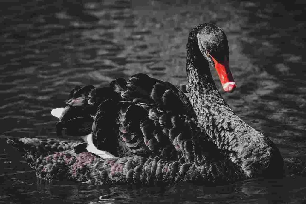black swan names
