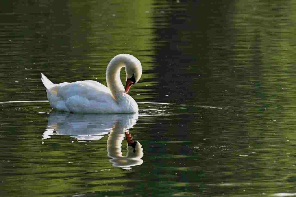 mythology swan names