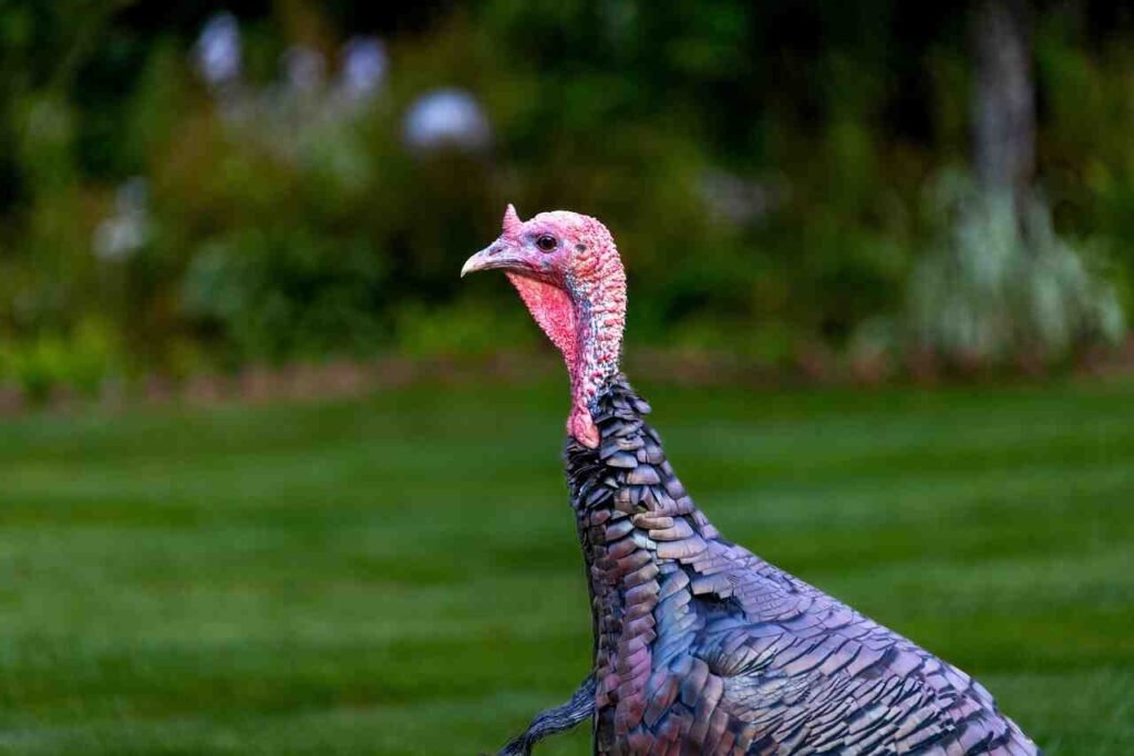 funny turkey names