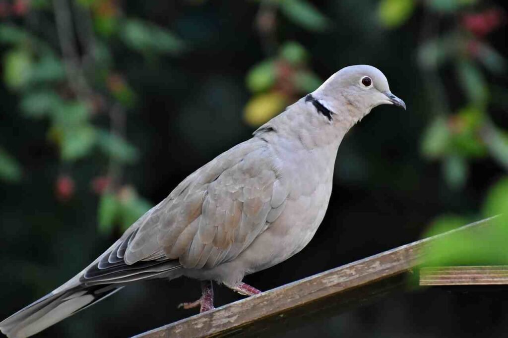 dove nicknames