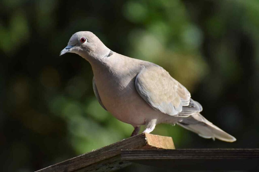names that go with dove