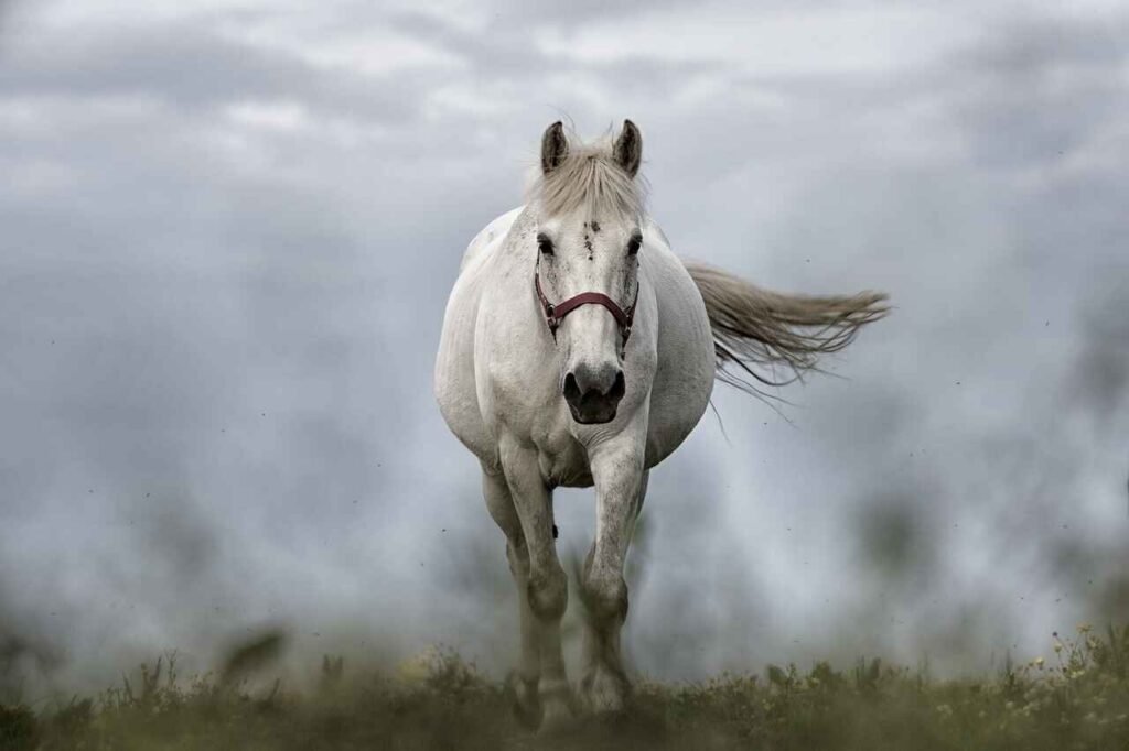 classic white horse names