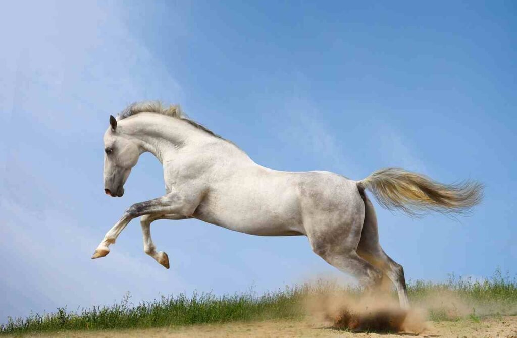 unique white horse names