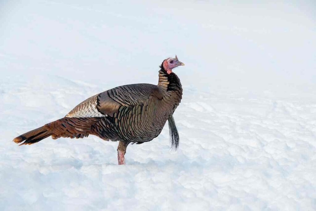 baby turkey names