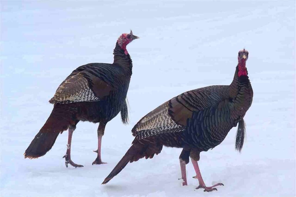 most popular turkey names