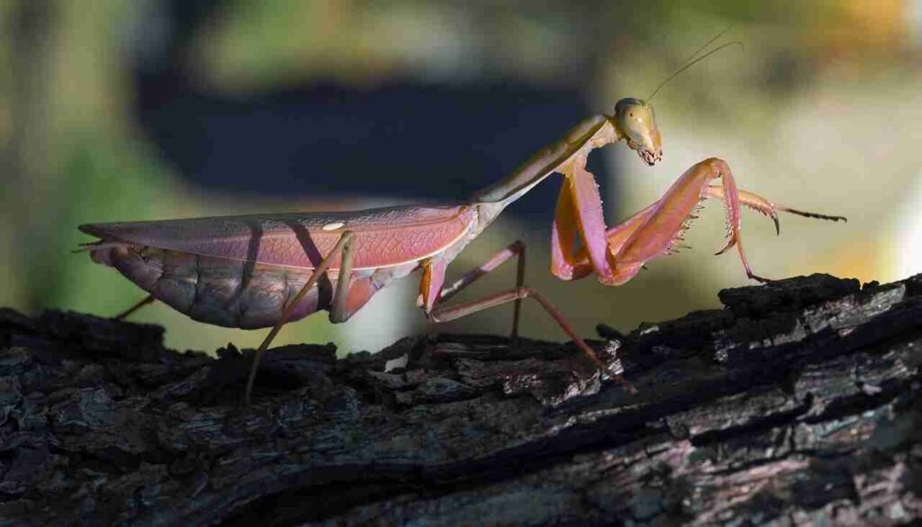 mantis reproduction