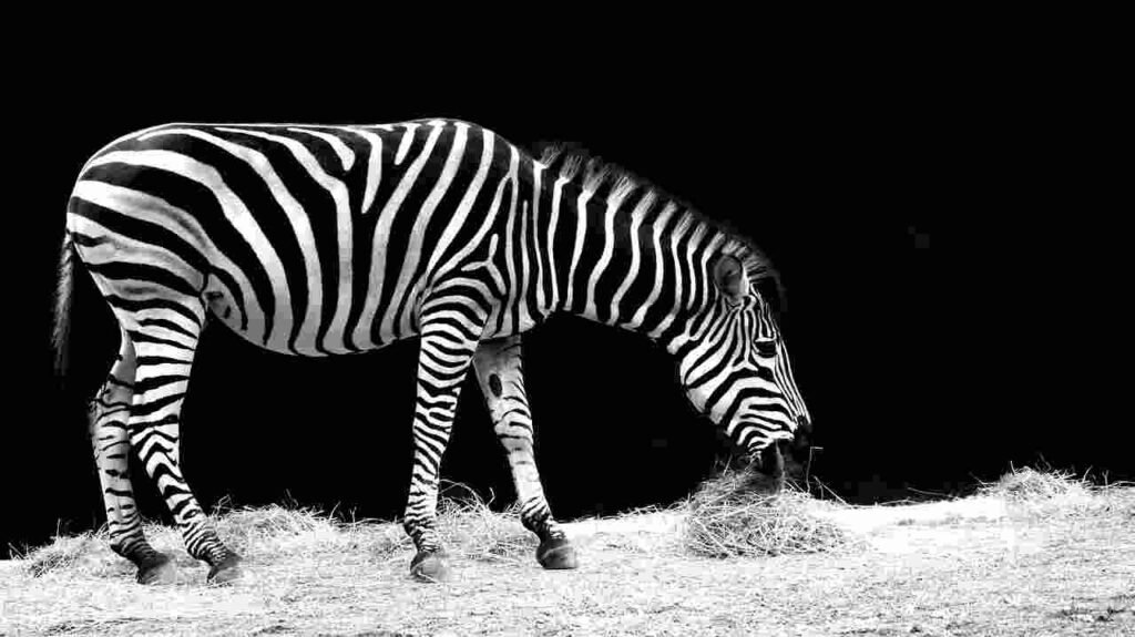 female zebra names