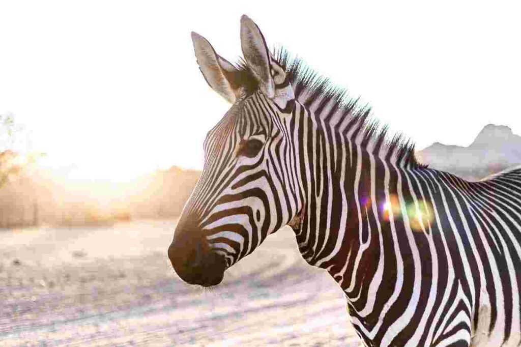 zebra nicknames