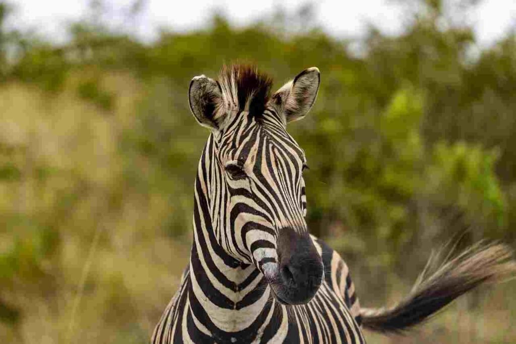 best zebra names