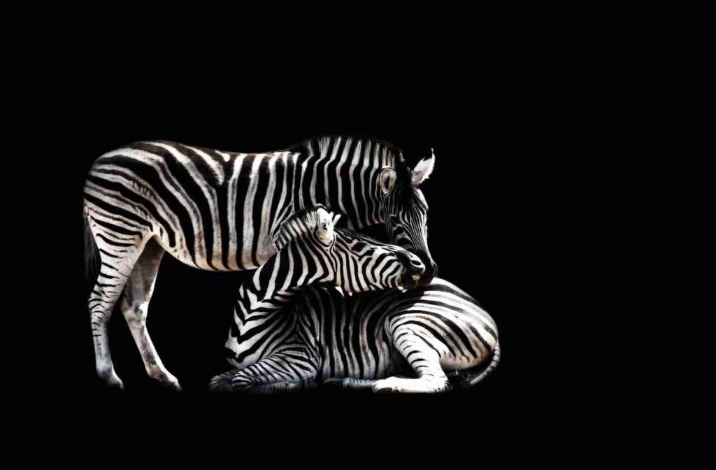 good zebra names