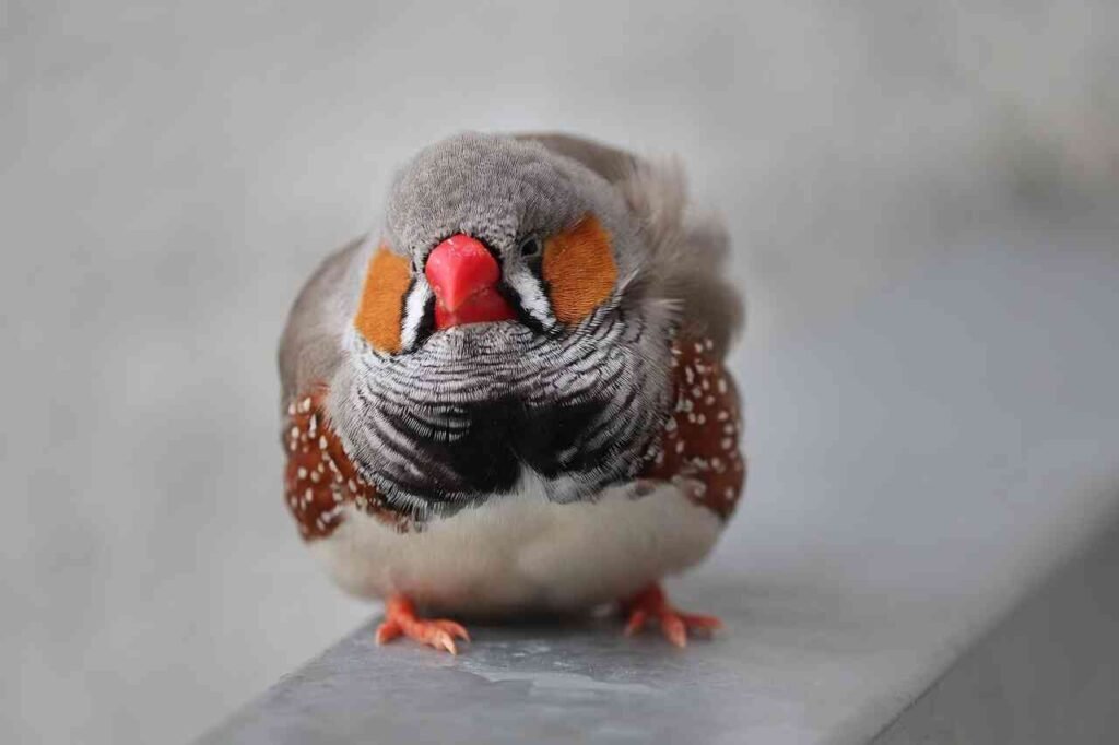 female finches names